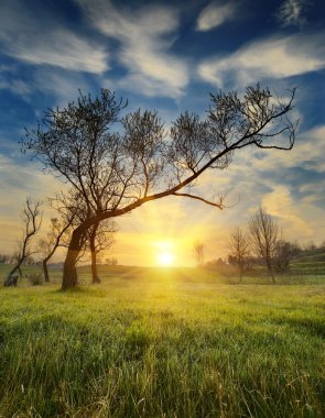 Güneşli spring valley
