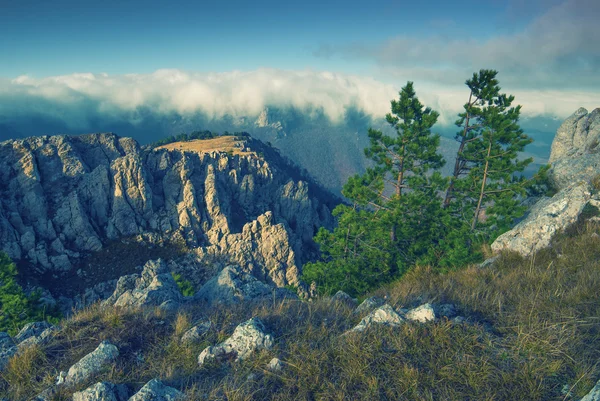 Tarah Haya — Stok fotoğraf