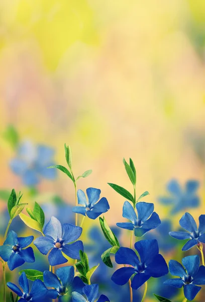 Фон с голубыми весенними цветами — стоковое фото