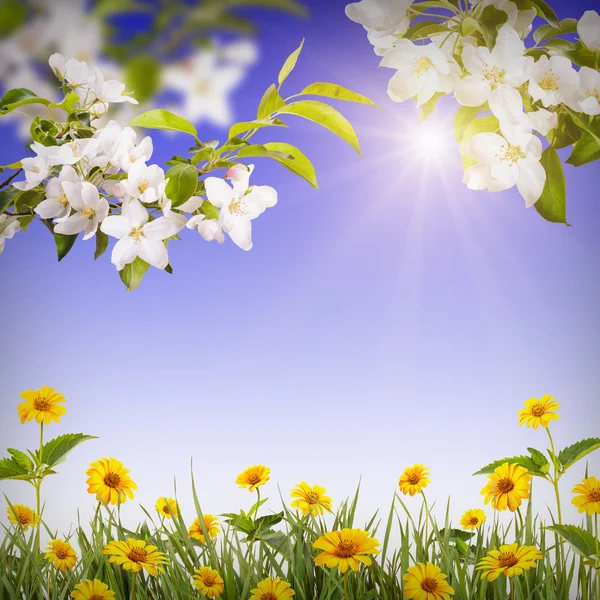 Flores florecientes de primavera — Foto de Stock