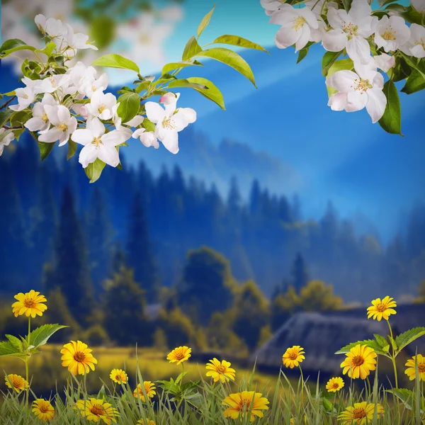 Apple květy a žluté sedmikrásky — Stock fotografie