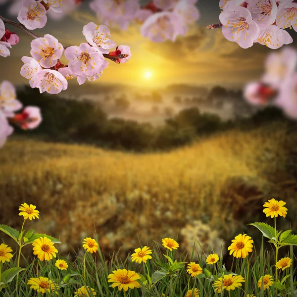 Wcześnie rano z kwiatami sacura — Zdjęcie stockowe
