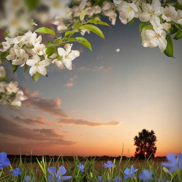 Early morning with apple flowers — Stock Photo, Image