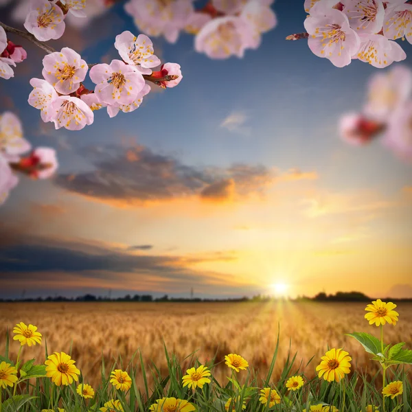 Early morning in  wheat field — Stock Photo, Image