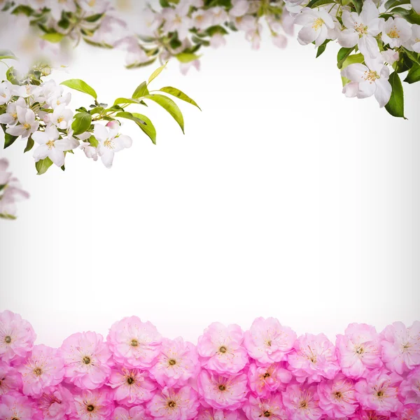 Sakura e maçã Flores fundo — Fotografia de Stock