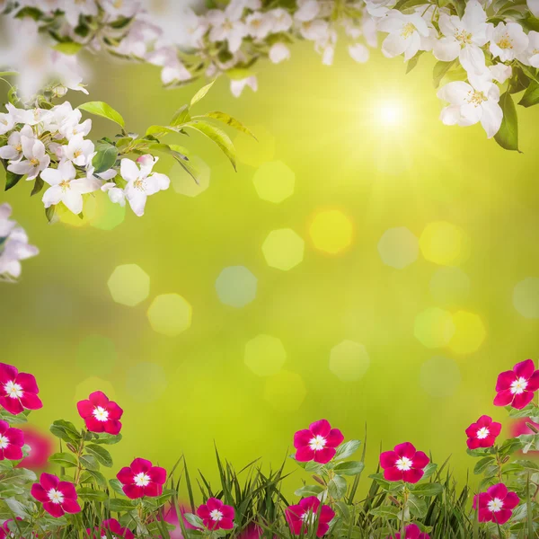 Fondo de flores de manzana — Foto de Stock