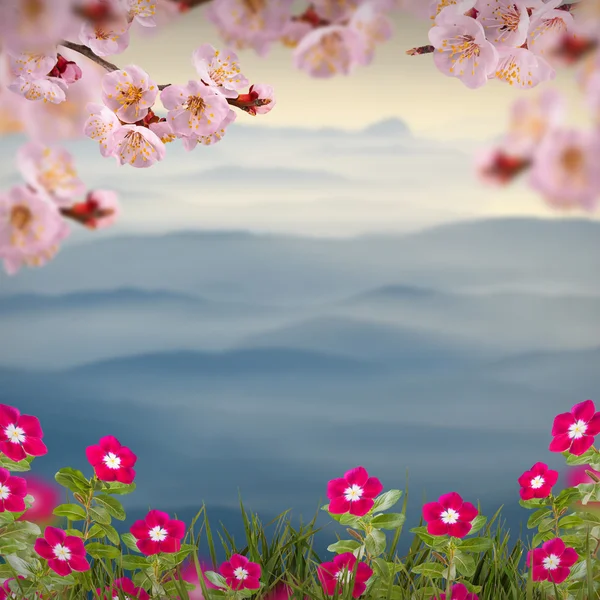 Sakura flores fundo — Fotografia de Stock