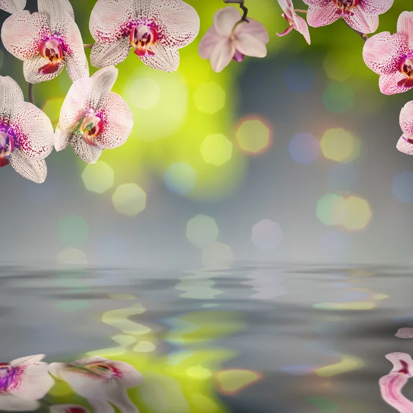 Orquídea flores fondo —  Fotos de Stock