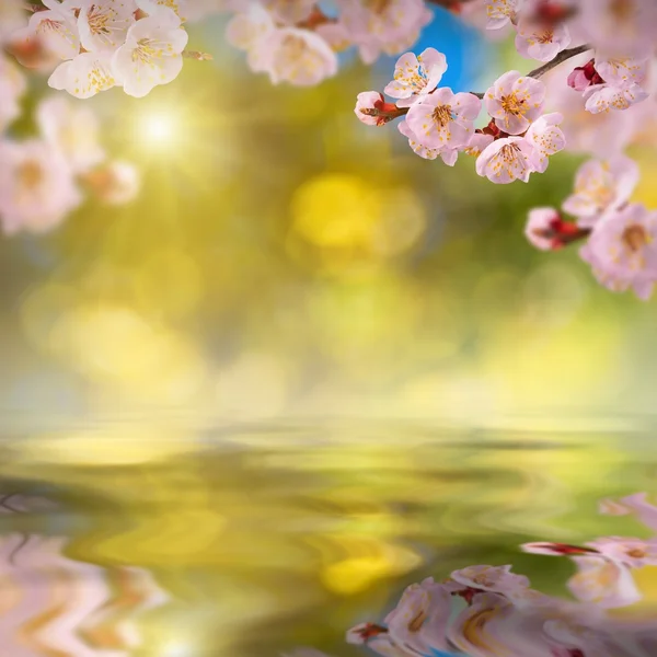 Sakura kwiaty tło — Zdjęcie stockowe