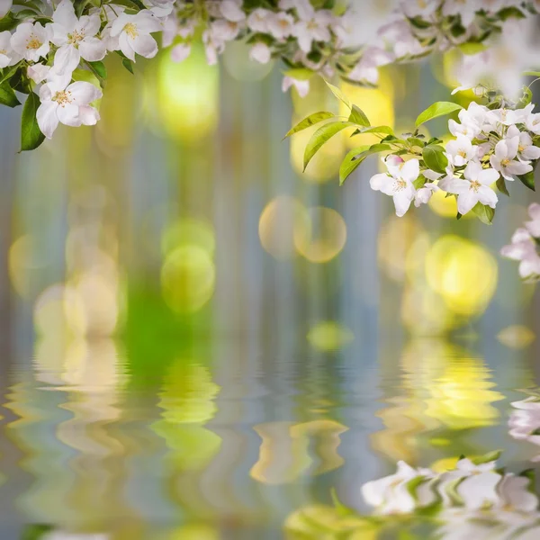 Apple flowers background
