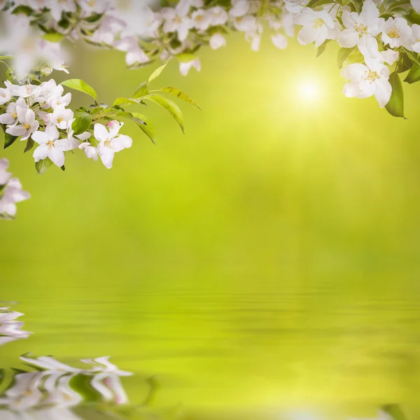 苹果花背景 — 图库照片