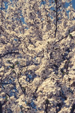 çiçekli erik ağacı