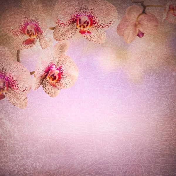 Ορχιδέα λουλούδια φόντο — Φωτογραφία Αρχείου