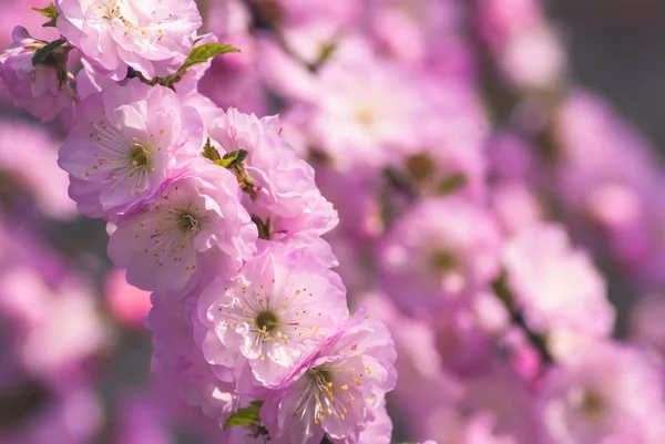 Sakura άνθος φόντο — Φωτογραφία Αρχείου