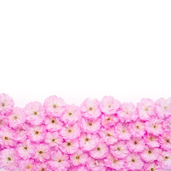 Sakura blommor bakgrund — Stockfoto