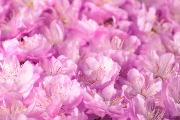 Sakura virágokat háttér — Stock Fotó