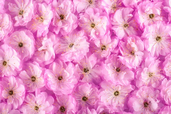 Sakura flowers background — Stock Photo, Image