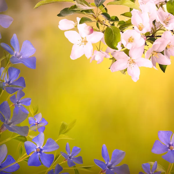 Bahar çiçekleri arka planı — Stok fotoğraf