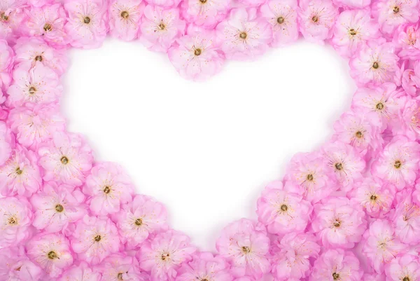 Hjärta form cherry blossoms — Stockfoto