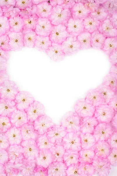 Srdce tvar Třešňové květy — Stock fotografie