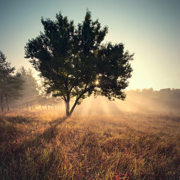 Hermosa mañana soleada —  Fotos de Stock