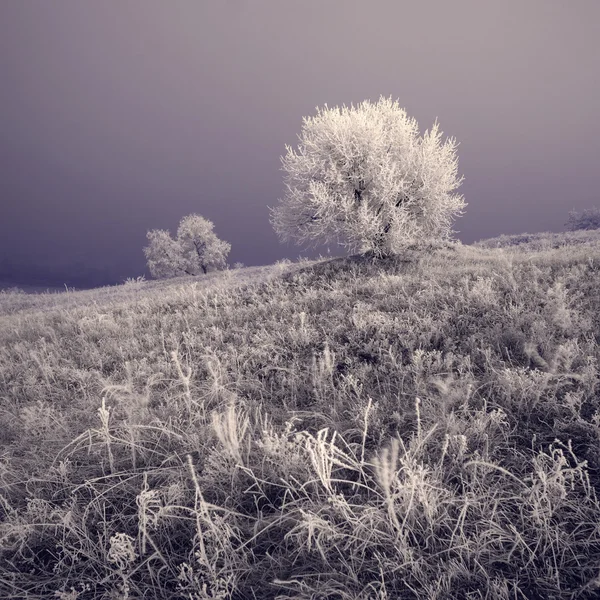 Misty winter valley — Stock Photo, Image