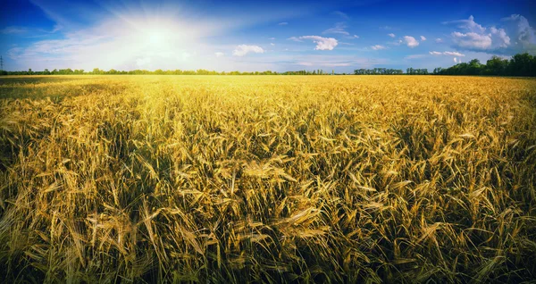 Восходящее солнце над пшеничным полем — стоковое фото