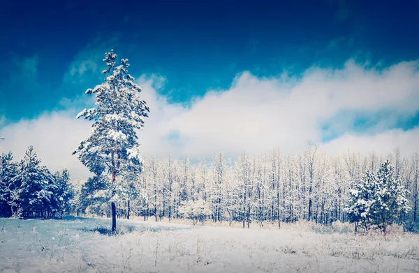 Schneebäume auf Lichtung — Stockfoto