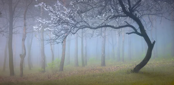 Flowering trees in  forest — Stock Photo, Image