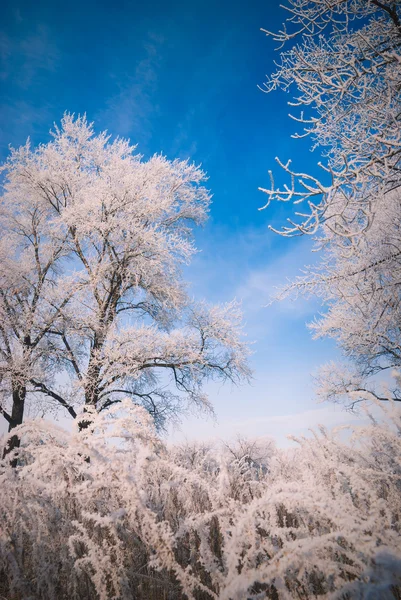 Paisaje invernal y cielo azul — Foto de Stock