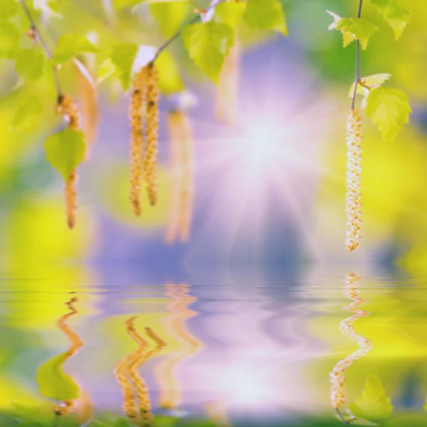 Suya yansıyan huş ağacı dalı — Stok fotoğraf