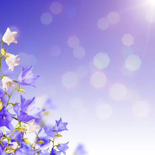 Mavi ve beyaz bellflowers arka plan — Stok fotoğraf