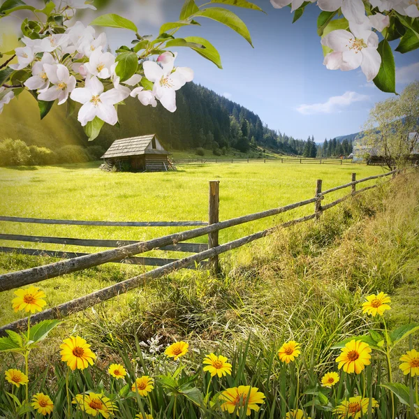 Spring flowers background — Stock Photo, Image