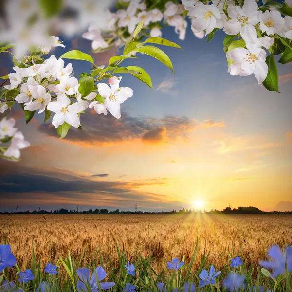 Wiosenne kwiaty tło — Zdjęcie stockowe