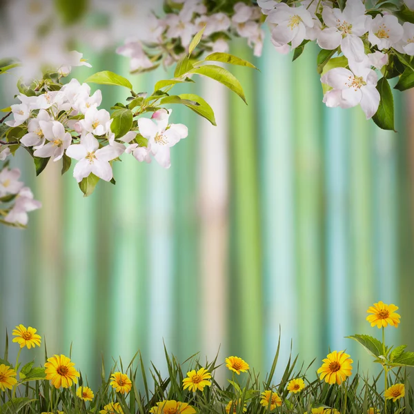 Flores de primavera fondo —  Fotos de Stock