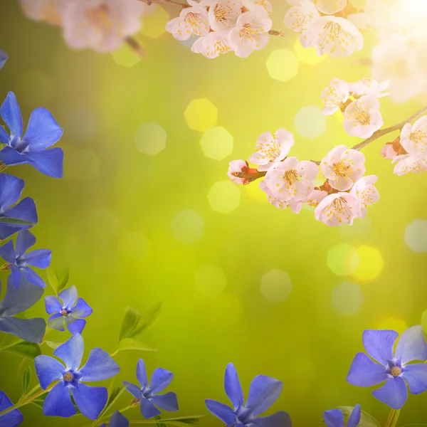 Flores de primavera fondo —  Fotos de Stock