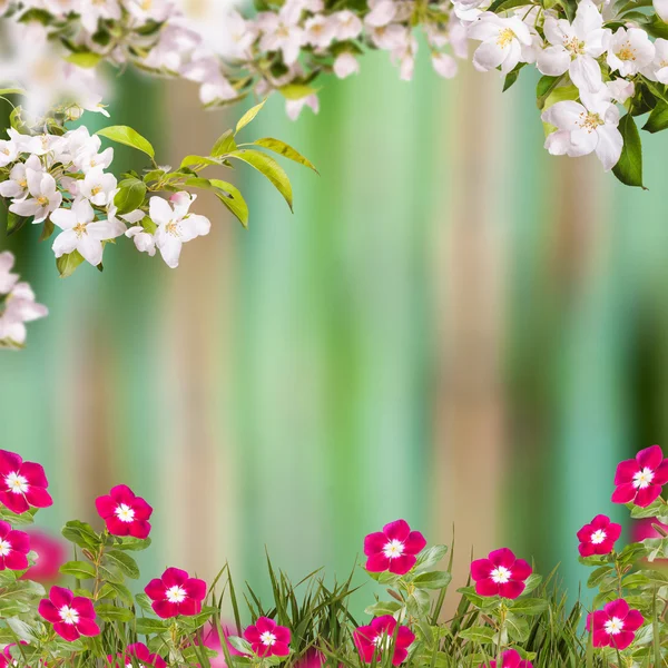 Frühling Blumen Hintergrund — Stockfoto