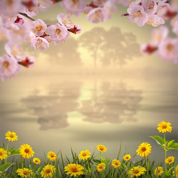 Flowers background — Stock Photo, Image