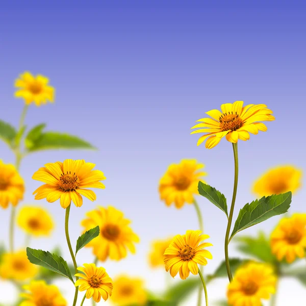 黄色雏菊背景 — 图库照片