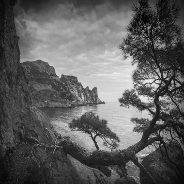 Crimea deniz defne. Siyah ve beyaz