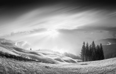 Altın Karpat b&w ışık