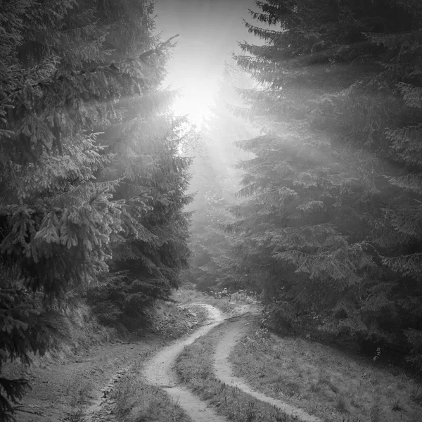 Orman puslu yolu. Siyah ve beyaz — Stok fotoğraf