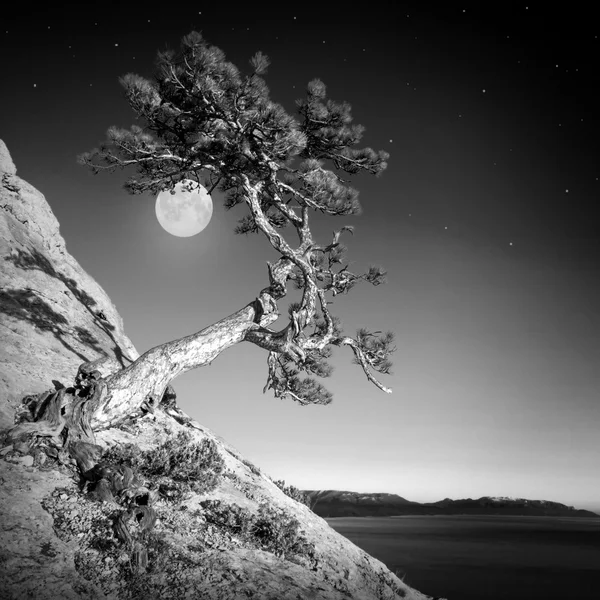 Pinheiro e lua. Cores monocromáticas — Fotografia de Stock