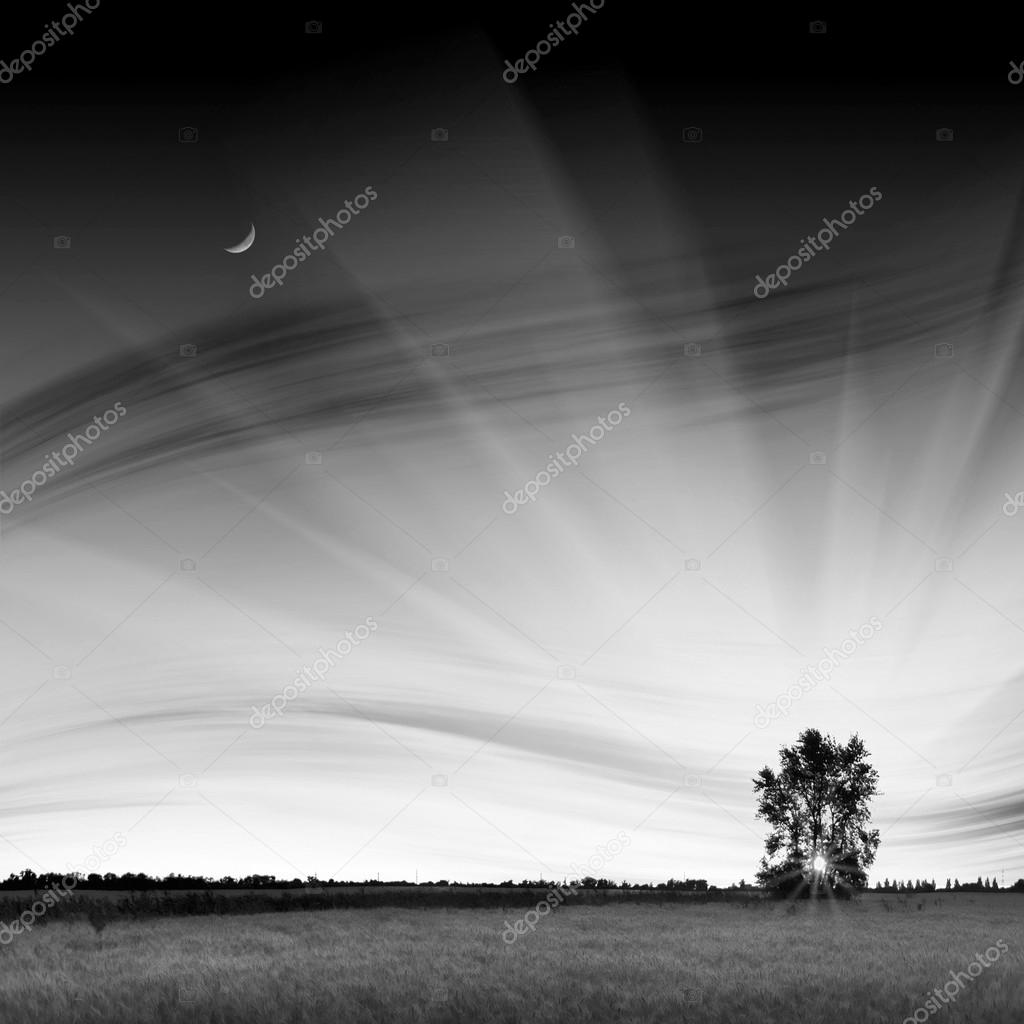 Evening wheat field. Black and white