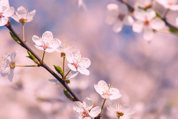 Flores de primavera fondo —  Fotos de Stock
