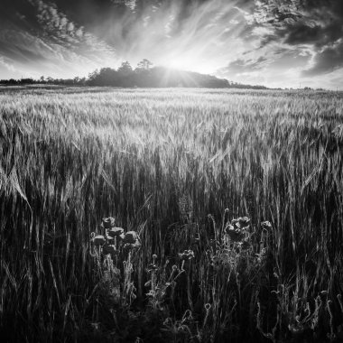 Wheat field with poppys. Black and white