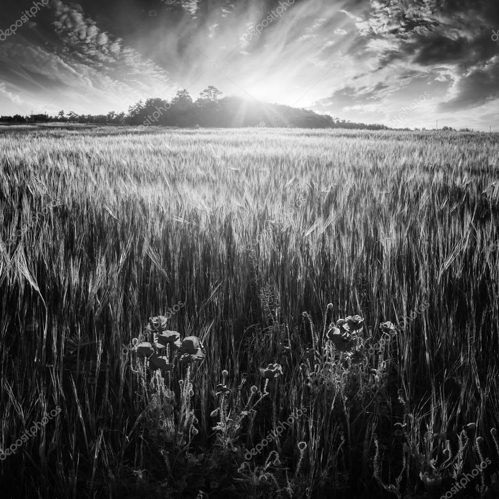 Wheat field with poppys. Black and white — Stock Photo © vian1980 71570093
