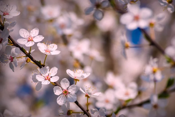 Свежие весенние цветы — стоковое фото