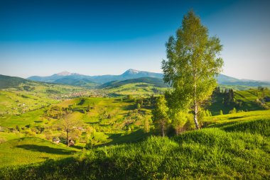 Yalnız huş ağacı bir tepe üzerinde