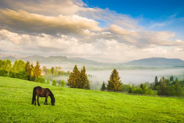 Pferd weidet auf einer Weide — Stockfoto